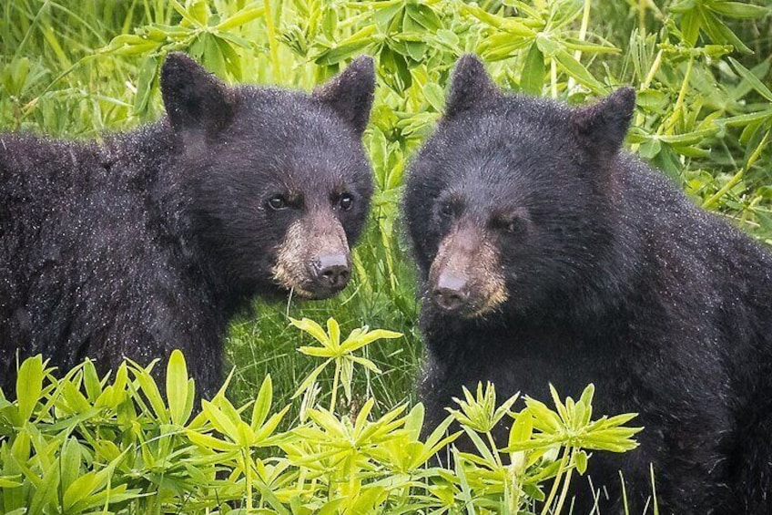 Bear Safari 4x4 Adventure 2