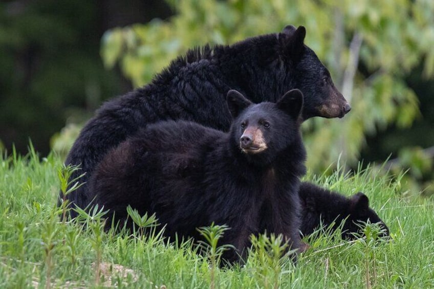Bear Safari 4x4 Adventure 4