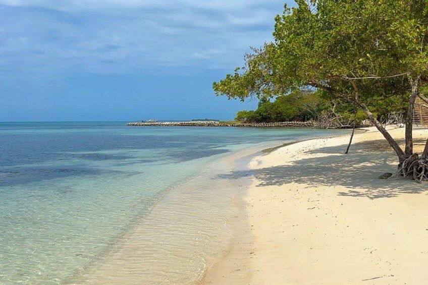 A beach with clear turquoise water, a sandy shore, and a tree with hanging roots. 1