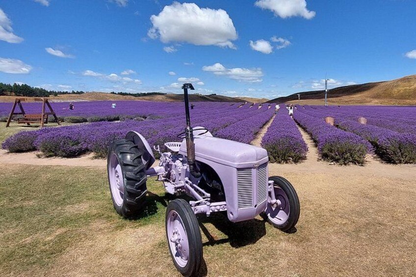 Un tracteur dans un champ de lavande, sous un ciel dégagé. 3
