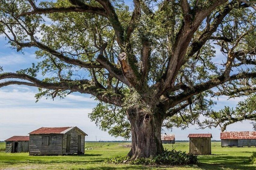 A large tree with a sprawling canopy, a rustic wooden structure with a red roof, and another similar structure in the background. 2