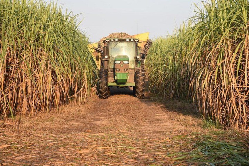 A green tractor with a yellow trailer in a sugarcane field. 4