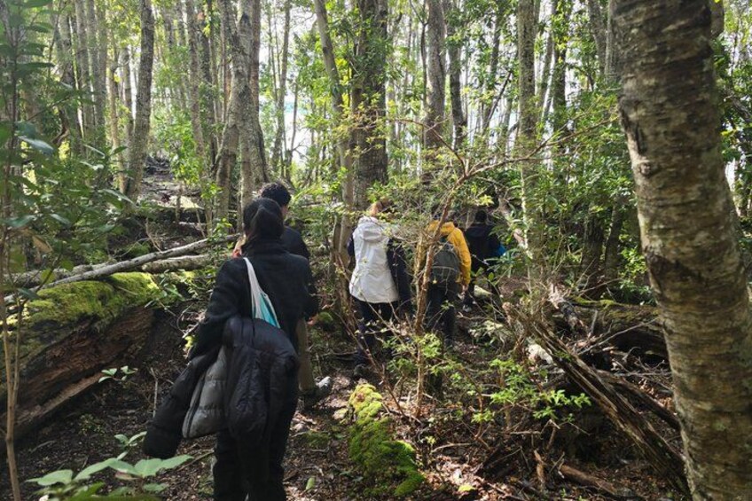 A group of people hiking through a dense forest with tall trees and underbrush. 5