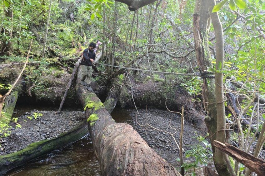 A person crossing a fallen tree over a stream in a forest. 2