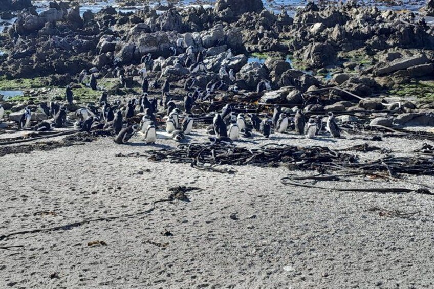 A rocky beach with numerous penguins. 3