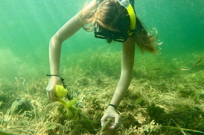 A person underwater, wearing a snorkel and fins, exploring a sea bed with seaweed. 5