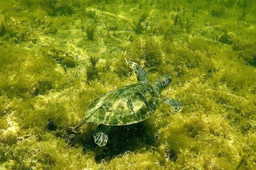 All-Inclusive Private Scalloping Charter on Floridas Nature Coast 5