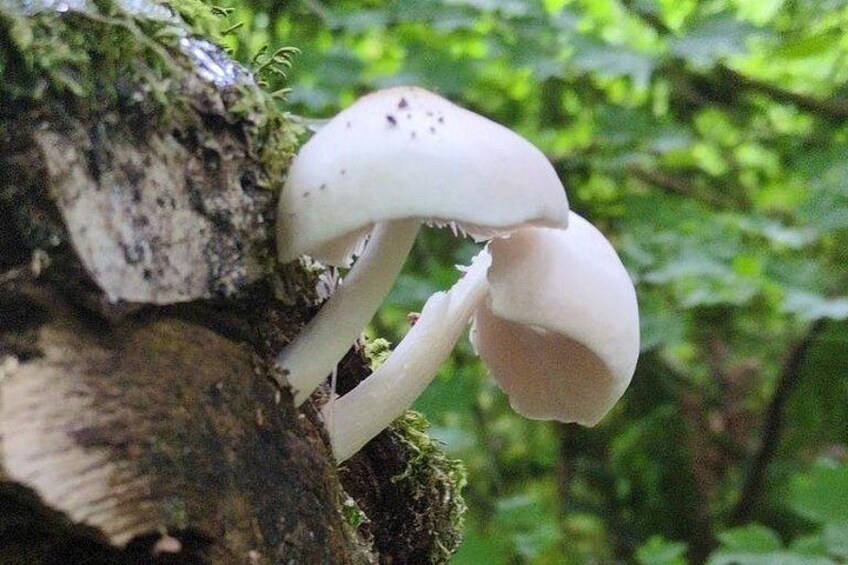 Een groepje witte paddenstoelen groeit op een boomstam in een bos. 3