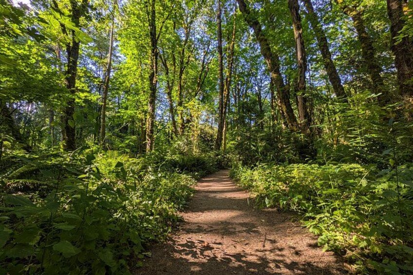 Een bebost pad omringd door weelderige begroeiing en hoge bomen. 1