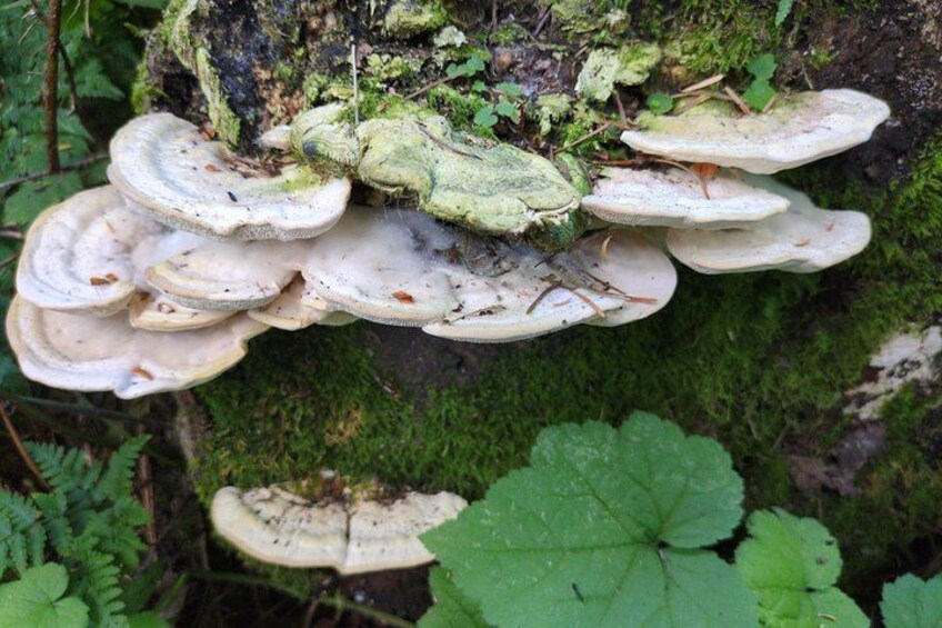 Een groepje witte paddenstoelen dat groeit op een met mos begroeide boomstam in een bos. 4