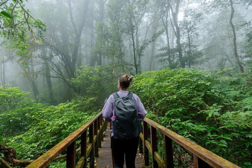 A person walking on a wooden bridge in a misty forest. 1