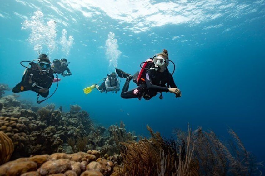 Private Two-Tank Shore Dive for Solo Cruise Travelers in Bonaire 2