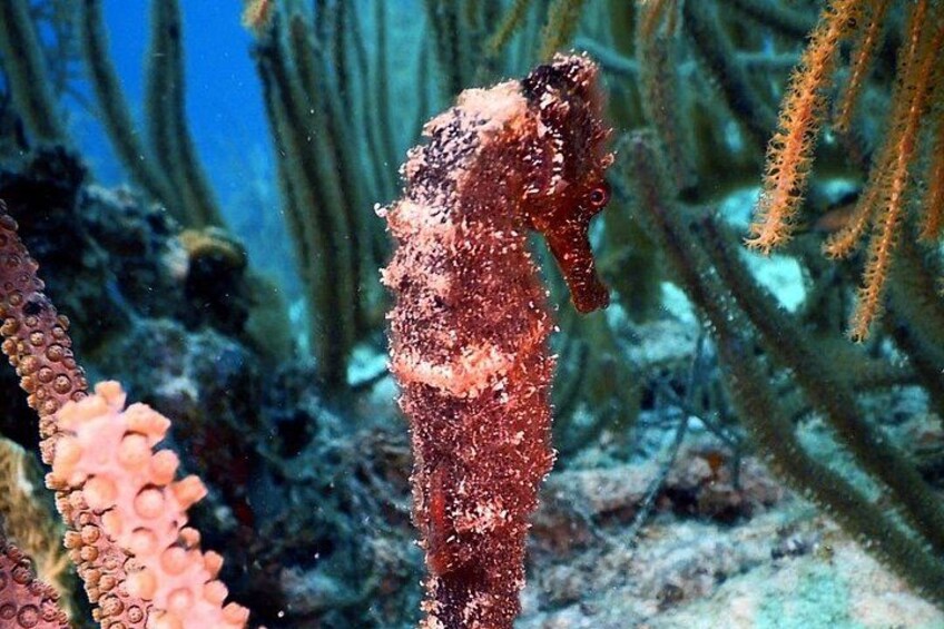 A seahorse among coral and seaweed. 3