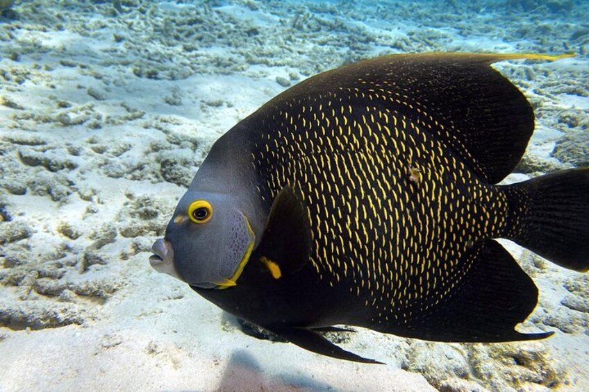 A fish with a black body and yellow stripes swimming near a coral reef. 2