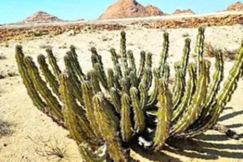 Un cactus dans un paysage désertique, avec des montagnes en arrière-plan. 4