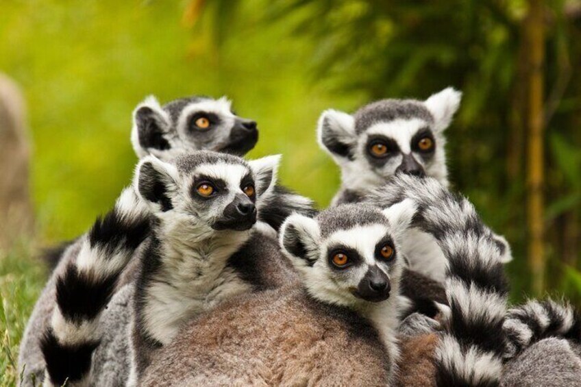 A group of ring-tailed lemurs sitting on the ground. 4
