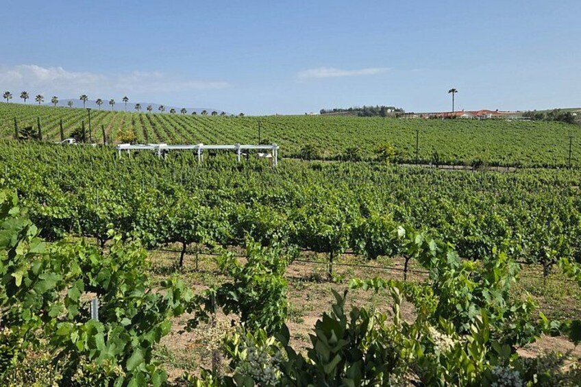 Ein Weinberg mit Reihen von Weinreben unter blauem Himmel. 4