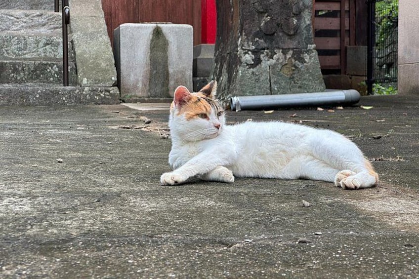 Eine weiße Katze liegt auf einer Betonfläche, im Hintergrund sind ein Baum und ein rotes Gebäude zu sehen. 1