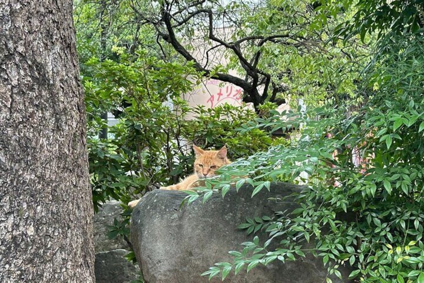 A cat resting on a rock surrounded by greenery. 2