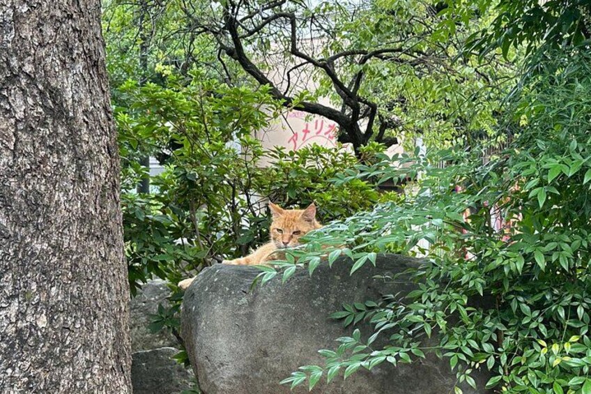 Eine Katze sitzt auf einem Felsen, umgeben von viel Grün. 4