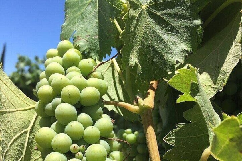 Private Temecula Wine Tour from Fallbrook 2