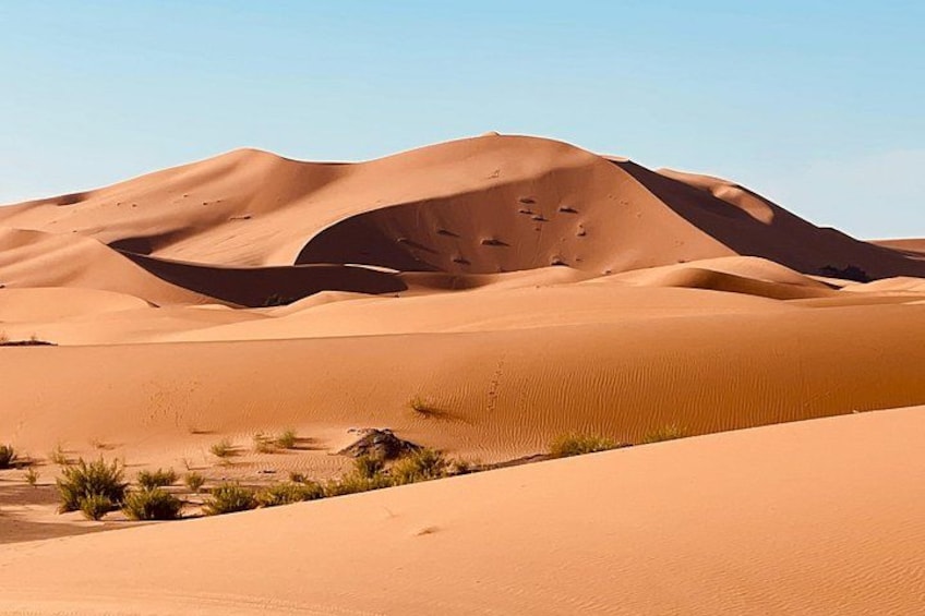 Sand dunes with sparse vegetation. 3