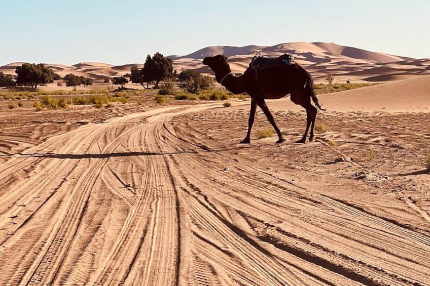 A camel walking on a sandy trail in a desert landscape with dunes in the background. 4