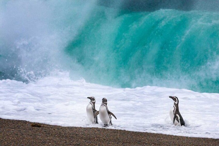 Penguins on a rocky shore with a large wave in the background. 1