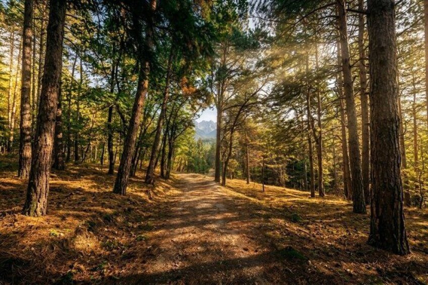 A forest path with tall trees and sunlight filtering through. 2