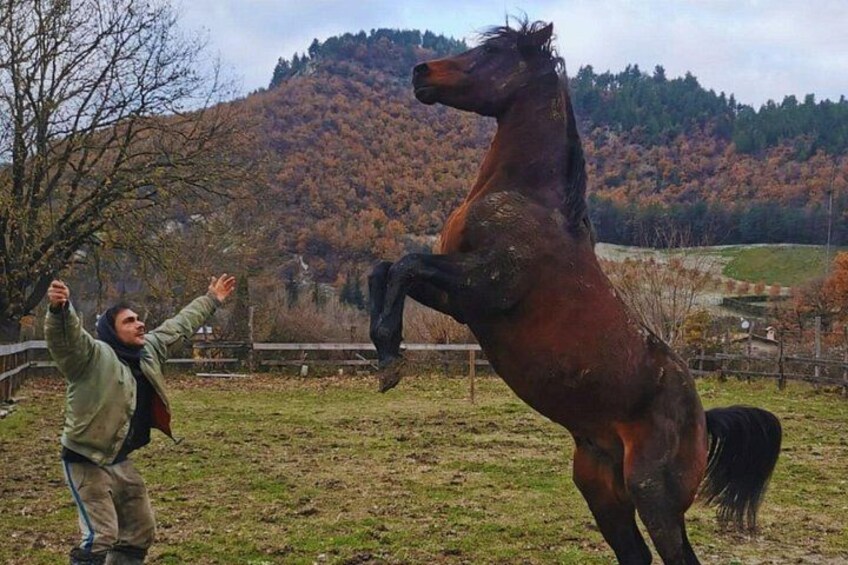 A person interacting with a rearing horse in a rural setting with autumn-colored trees in the background. 4