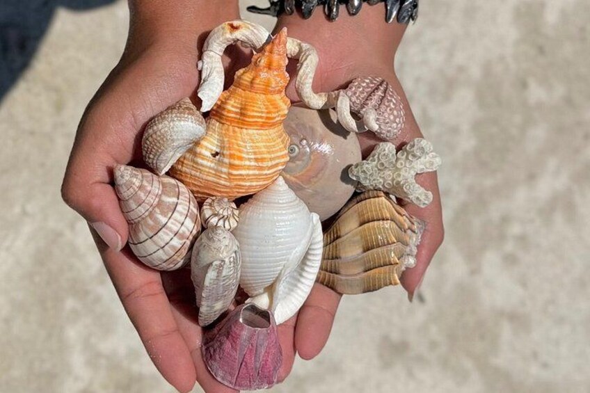 Eine Hand hält verschiedene Muscheln. 2
