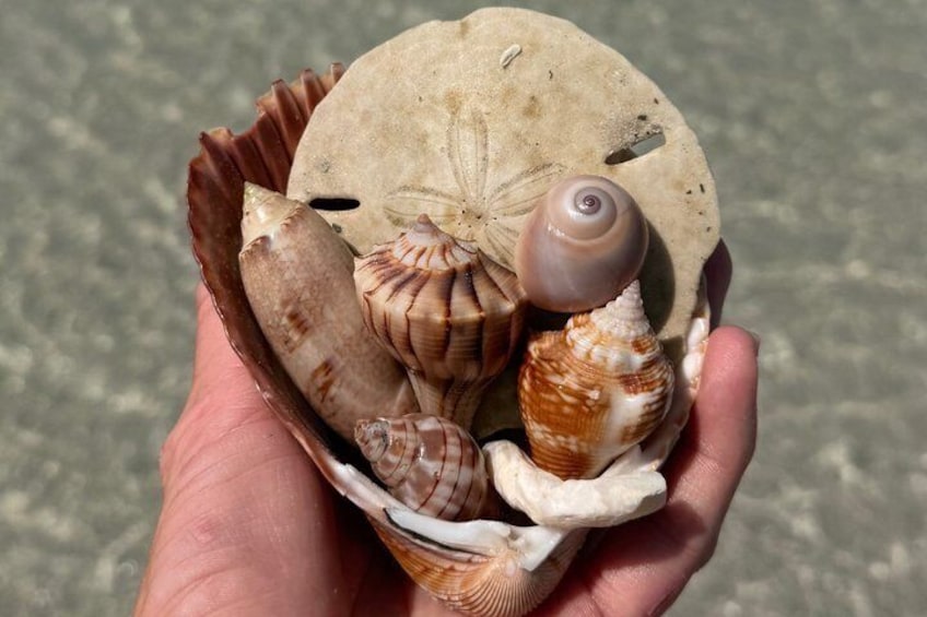 A hand holding a collection of seashells and a piece of driftwood. 3