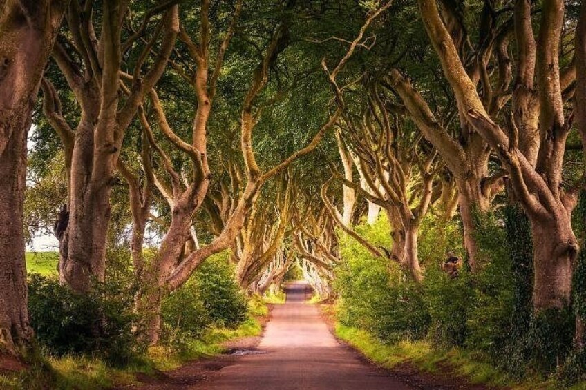 Game of Thrones Northern Ireland Self Guided Coastal Drive Tour 2
