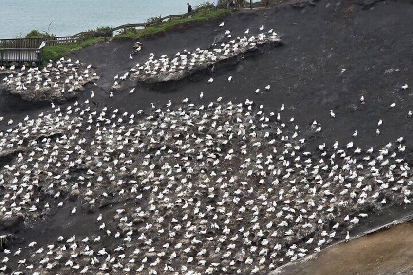 Un grand groupe d’oiseaux sur une plage rocheuse. 5
