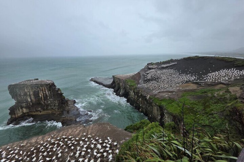 Une falaise côtière avec un rivage rocheux et une colonie d’oiseaux de mer. 4