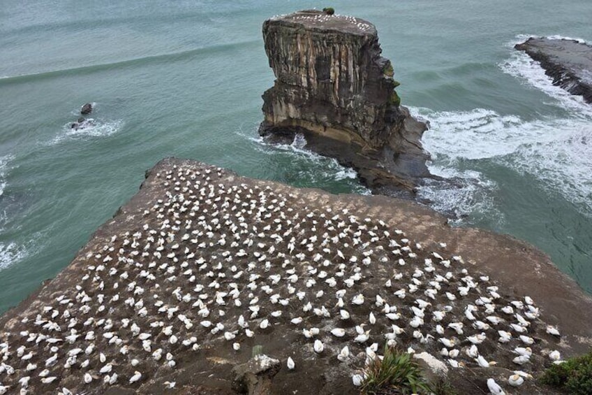 Une falaise rocheuse abritant une importante colonie d’oiseaux de mer. 1