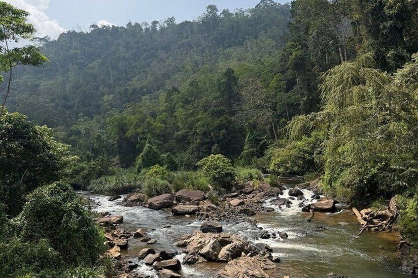 Sinharaja Rainforest Trek Guided Jungle Hiking Experience 2