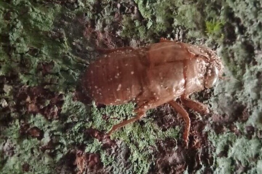 A brown beetle on a mossy surface. 1