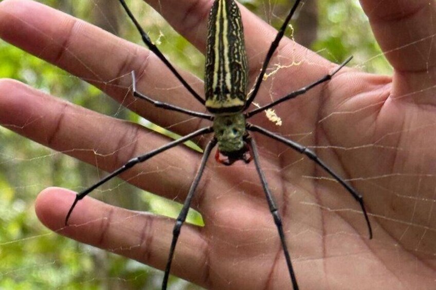 Sinharaja Rainforest Trek Guided Jungle Hiking Experience 5