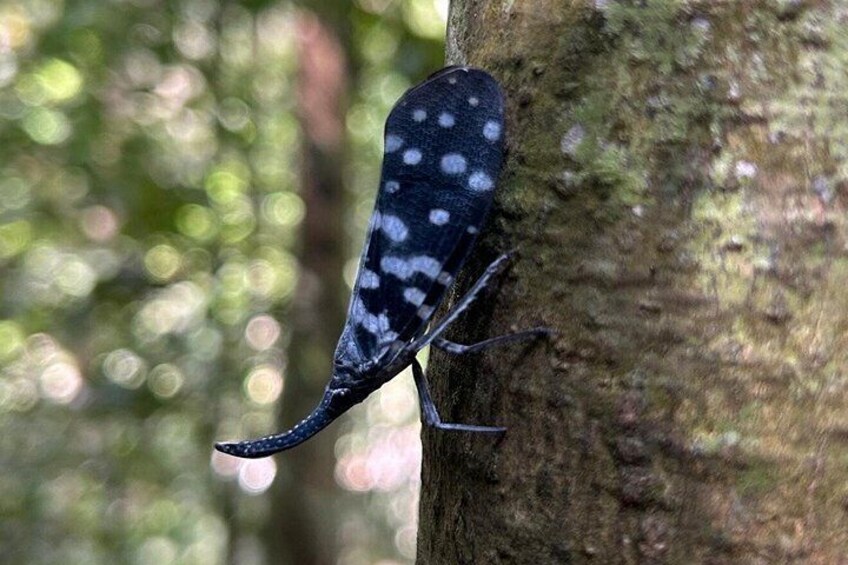Sinharaja Rainforest Trek Guided Jungle Hiking Experience 4