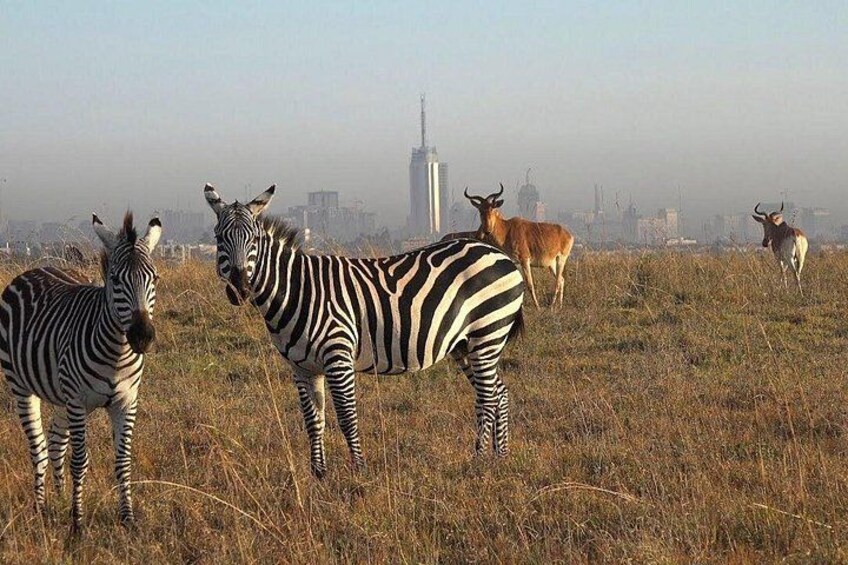 Nairobi National Park Game Drive and Cultural Performance Show 2