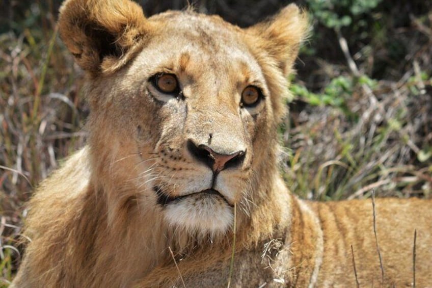 Nairobi National Park Game Drive and Cultural Performance Show 1