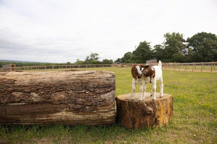 A log and a stump with two goats on it. 4