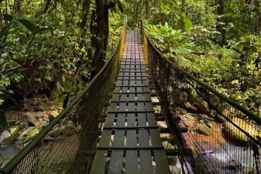 Un puente colgante de madera rodeado de vegetación verde exuberante. 5