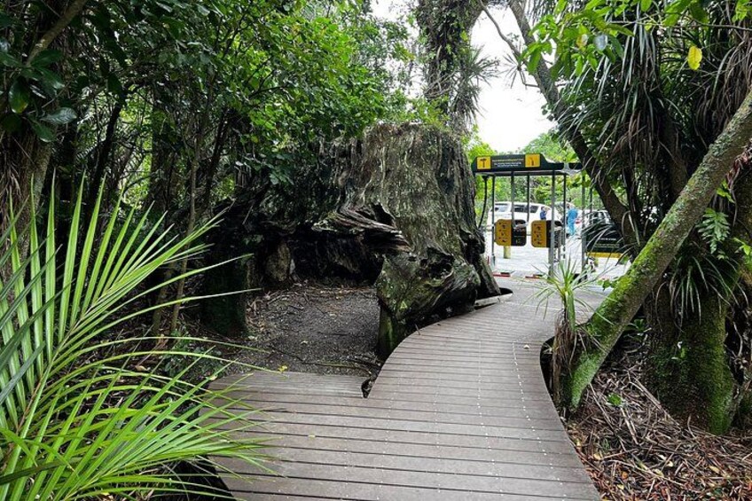 Kite Kite Track Entrance - from inside view 2