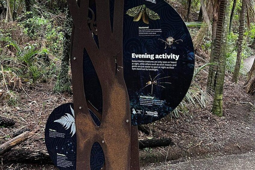 Explore BLACK SAND PIHA BEACH, and Water Falls in West Auckland 4