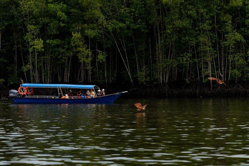Langkawi Mangrove Tour Scenic Wildlife and Cave Exploration 3