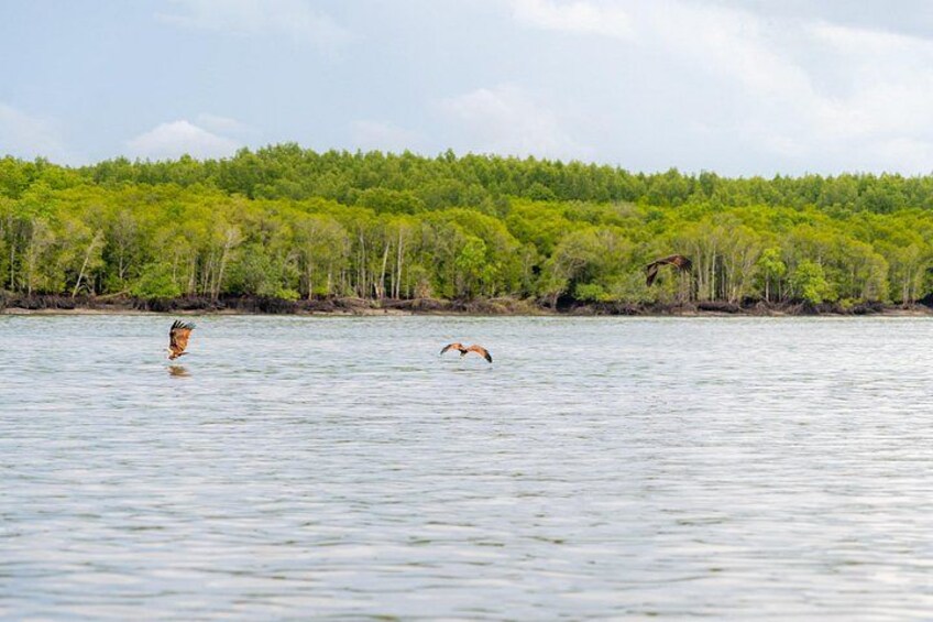 Langkawi Mangrove Tour Scenic Wildlife and Cave Exploration 2