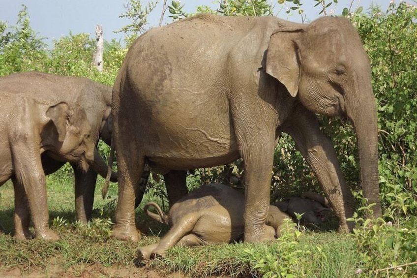Full Day, Half Day and 4 Hour Safari in Udawalawe 1