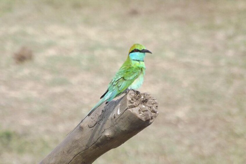 Full Day, Half Day and 4 Hour Safari in Udawalawe 5